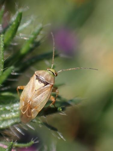 Réf. 308 190 : Lygus rugulipennis